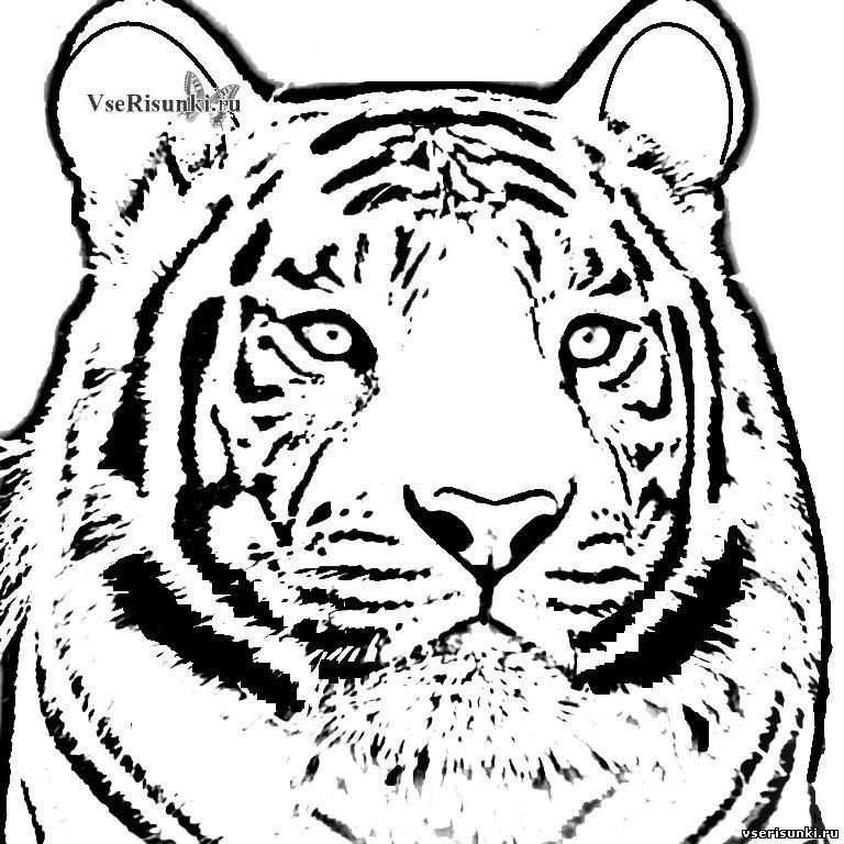 tigr2-4072418